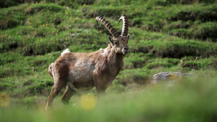 Animal with large horns standing in a field in the wilderness