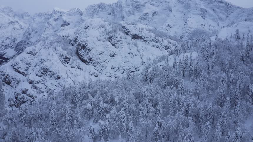 Aerial view of high snow capped mountain ranges covered with a forest of tall trees