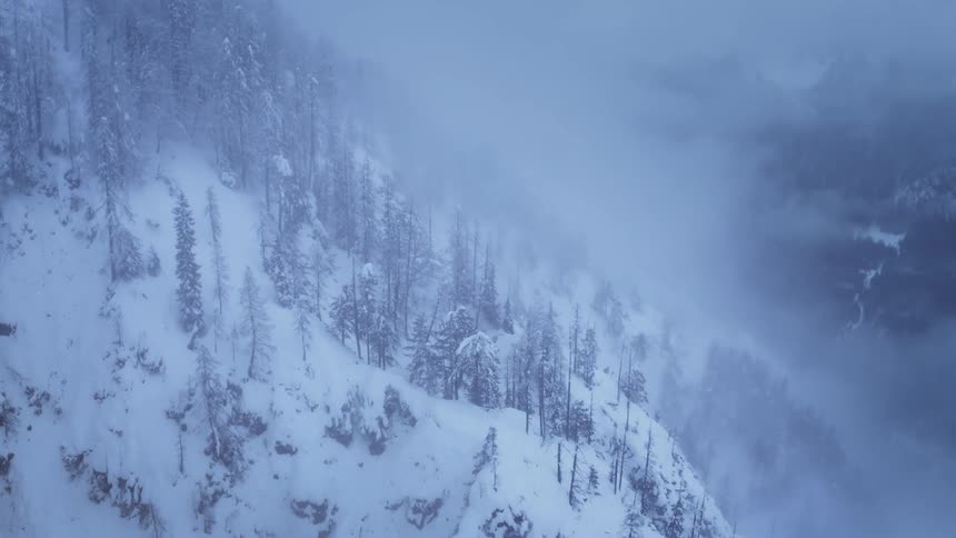 A snow storm in a forest