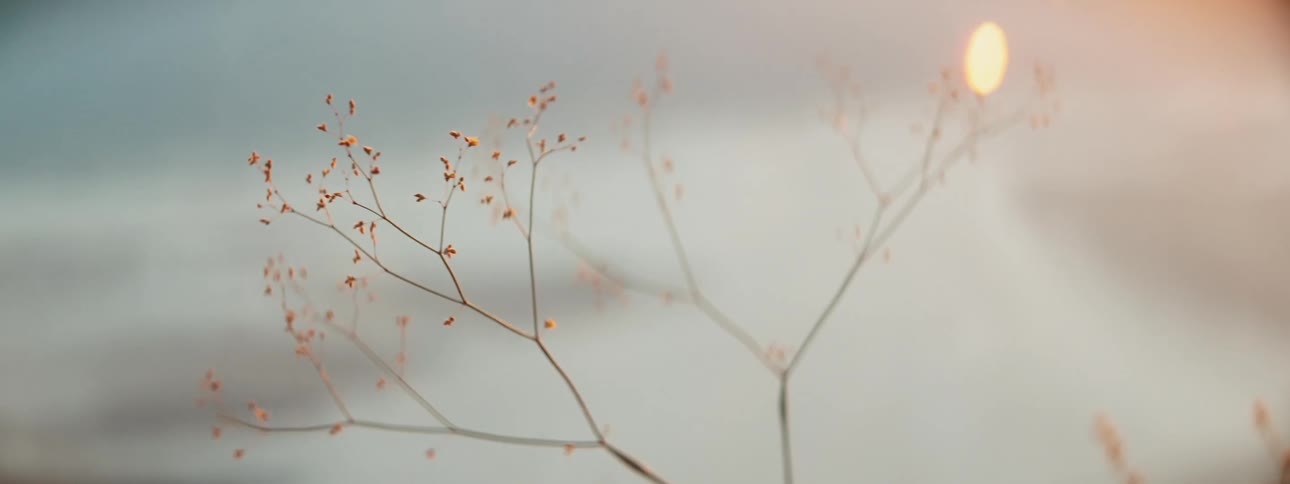 The moon sits above a forest where small flowers grow on trees