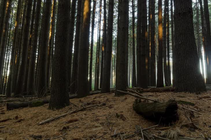 Sun is passing over a dense forest