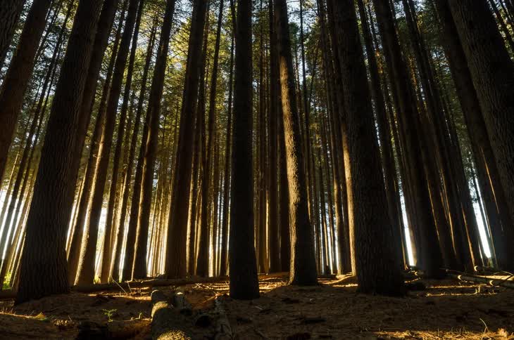 Sun shines through trees in the forest