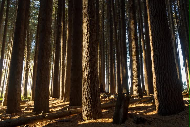 Sun shining on a wooded forest area