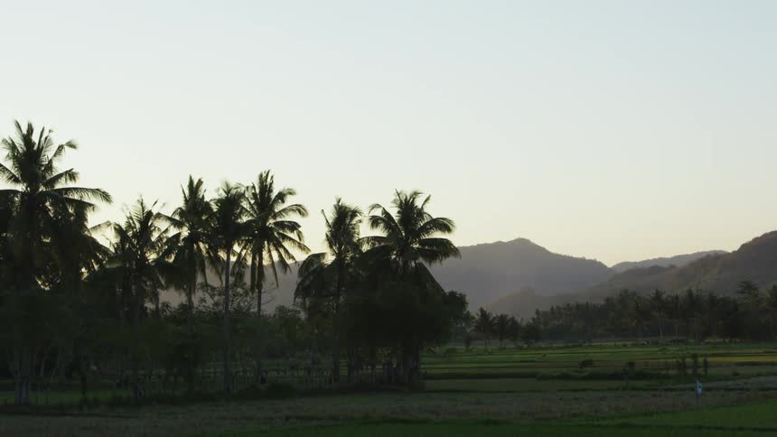 The palm trees are on the side of the field