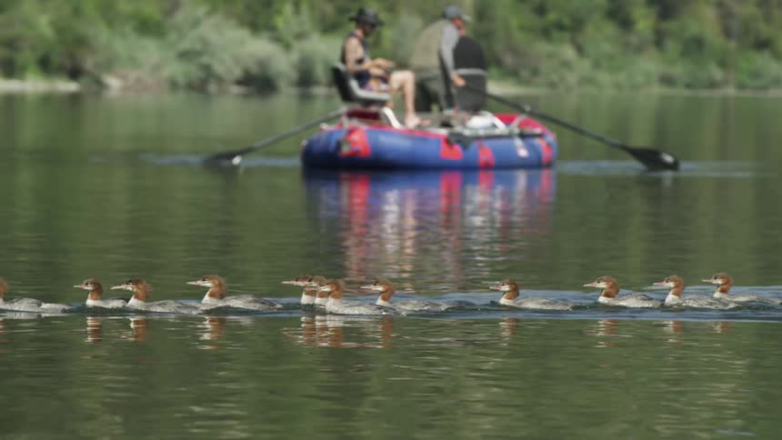 A row of ducks swim by a boat with three white men in a lake