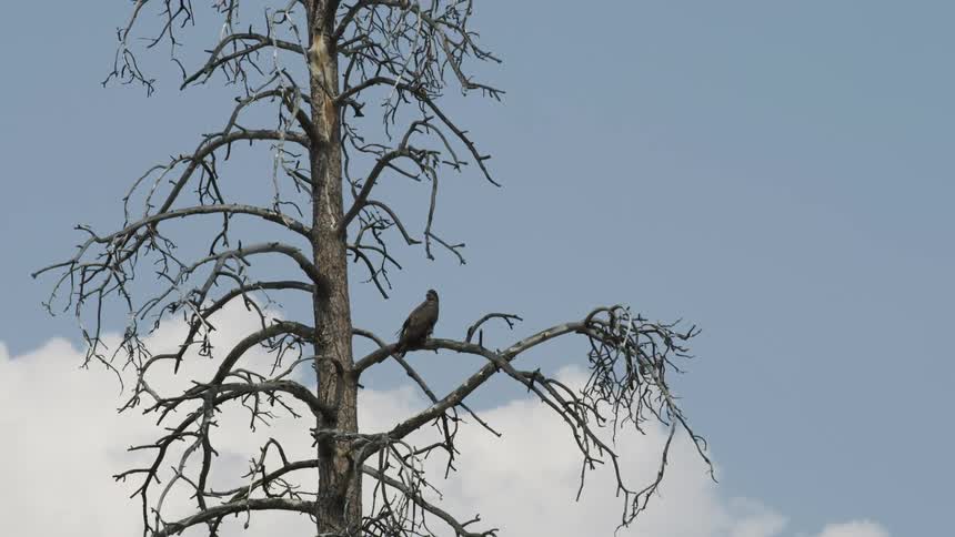 Bird sits on the branch of a tree at day