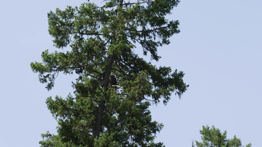 The eagle is perched towards the top of the tree