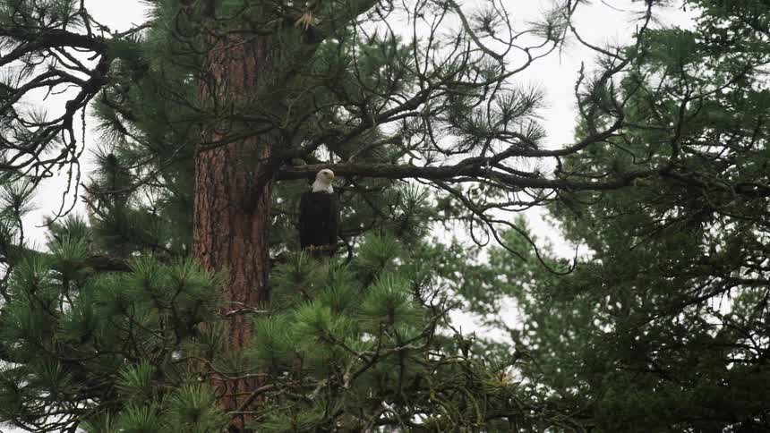 American eagle sitting on a branch high up in a pine tree while turning its head to look around