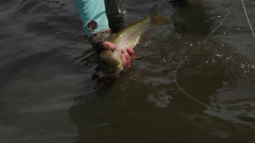 Man holds a live fish with his hands over the surface of a lake
