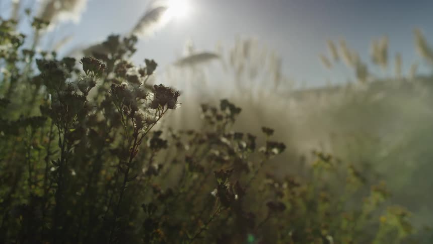 The sun shines down on a field filled with flowers and weeds of varying heights