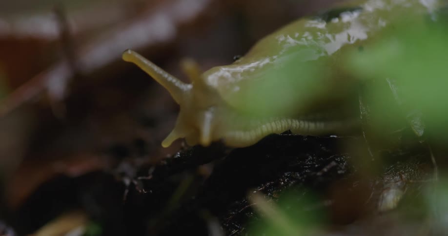 A slug crawling outside