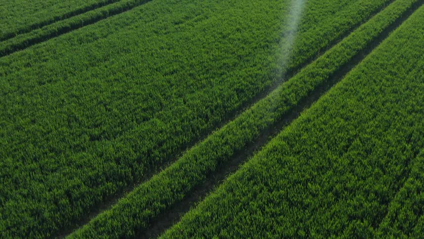 Aerial view of a crop growing
