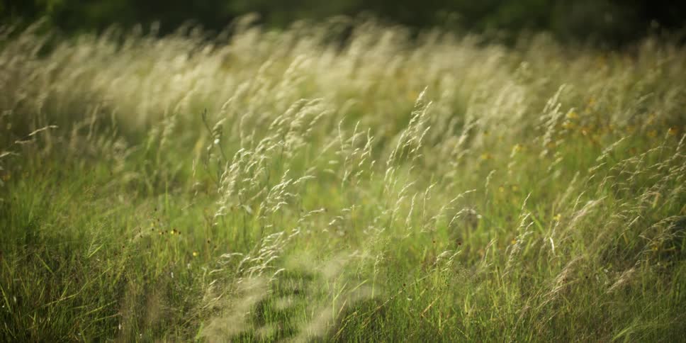 Grass that is going to seed grows in a field