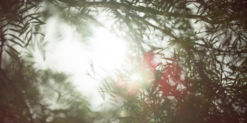 The sun shining down on trees