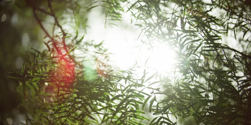The sun shining down on trees