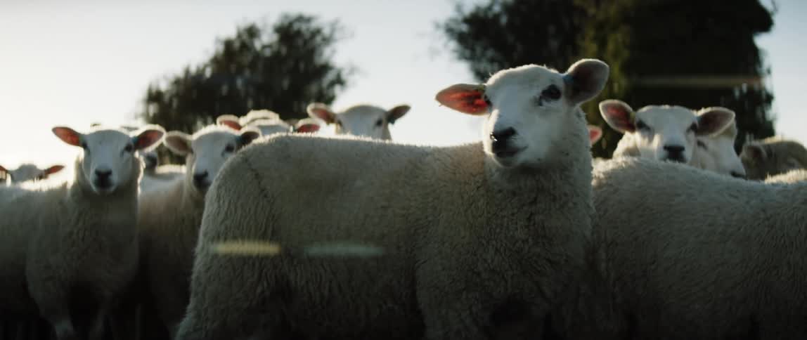 A group of sheep stand on the farm together