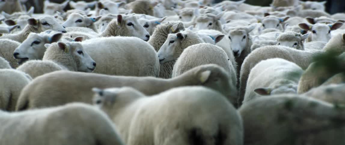 A flock of sheep amble around aimlessly