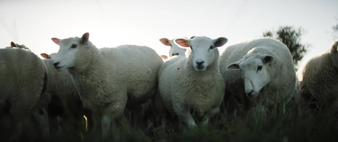 Herd of sheep in a pasture at sunset