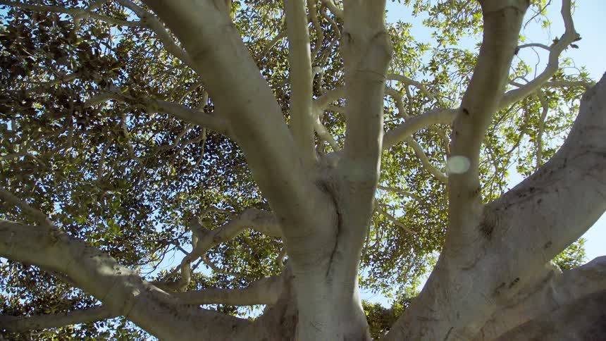 Sun shines through wide heavy branches of trees canopy