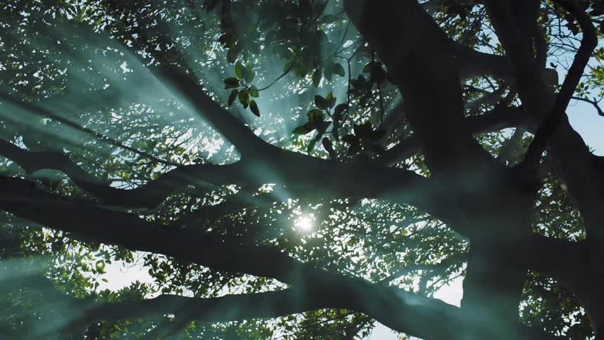 Sun rays filtering through a large oak tree