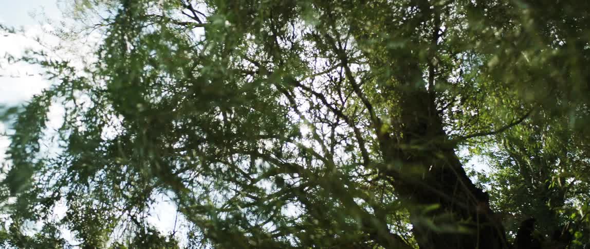 Tree branches with green leaves in the wind on a bright sunny day