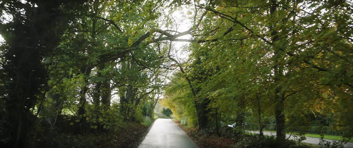A pathway between trees