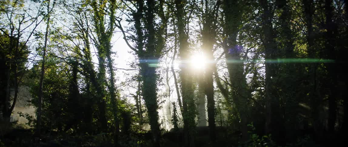 The sun shining through the foliage of a forest