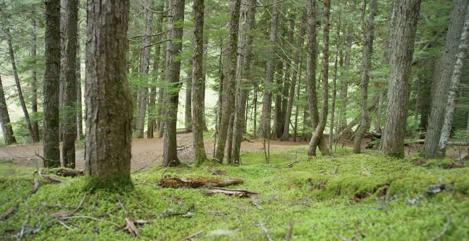 A person walking through a forest