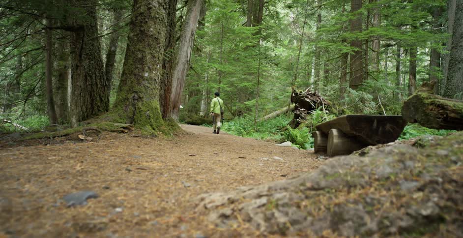 A man walks through a thick lush forest holding a camera