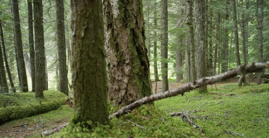 A man walks through the forest carrying a camera