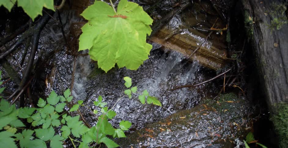 A plant grows by a small stream