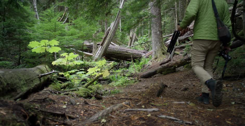 A man carrying a camera and tripod walks on a trail through the woods near downed trees and logs