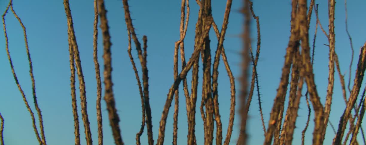 Plant branches without any leaves outdoors