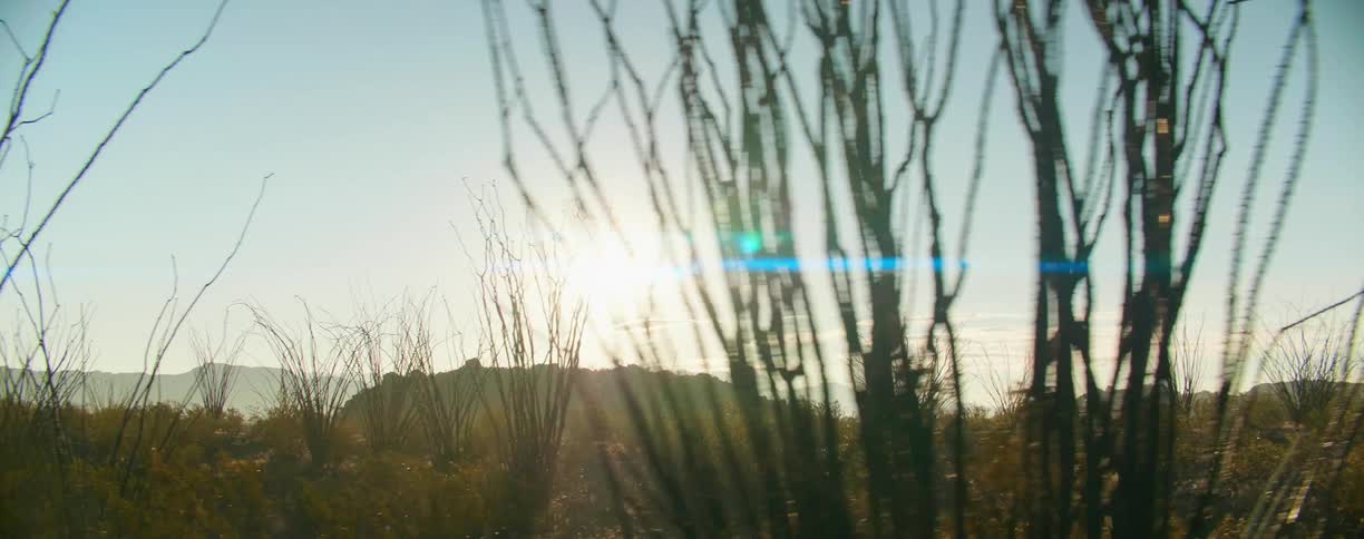 The sun setting over a grassland