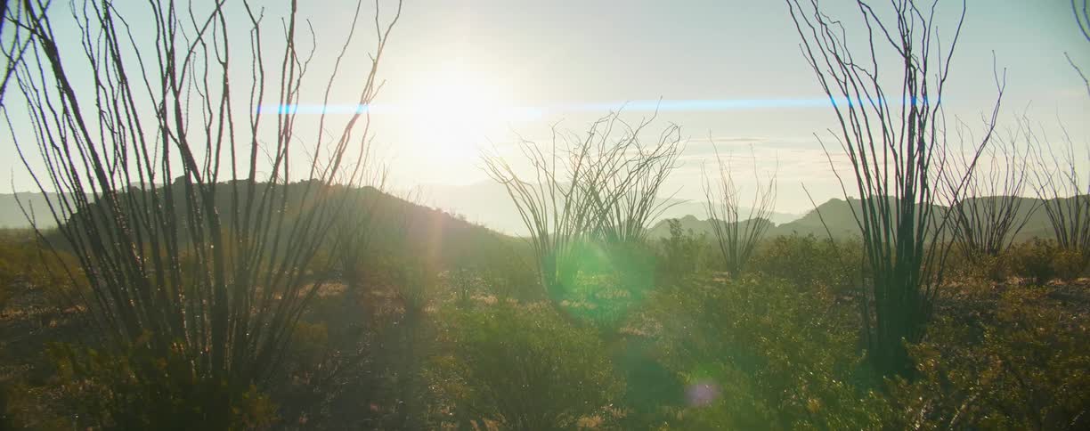 Bare bushes in a grassland area
