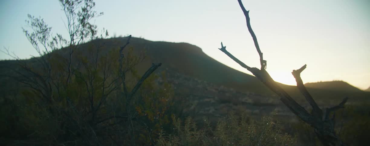 Sun peaks over hill slope onto dead tree