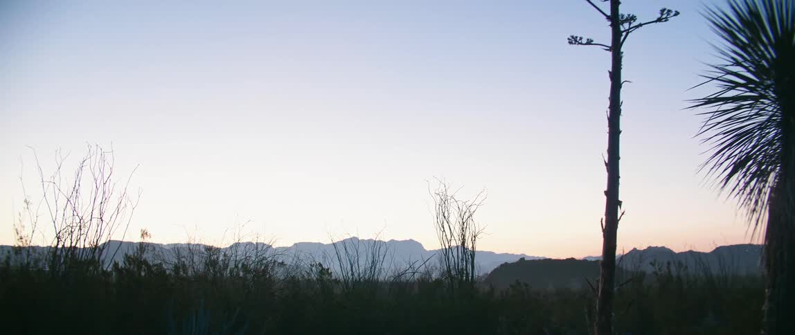 Brush and various plants grow in a desert near a mountain range