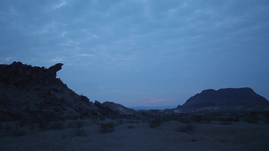 Scrub grows in the desert