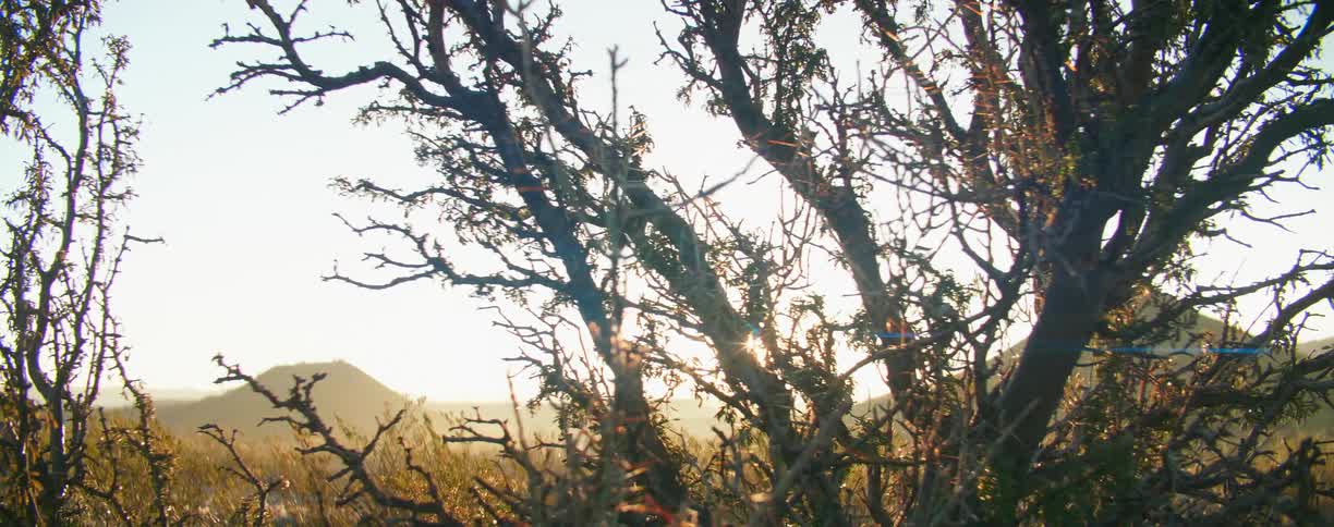 The bright sun shining through the trees