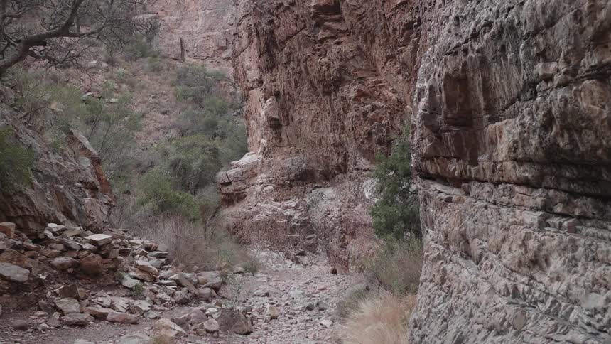 Bushes grow haphazardly in a narrow rocky canyon