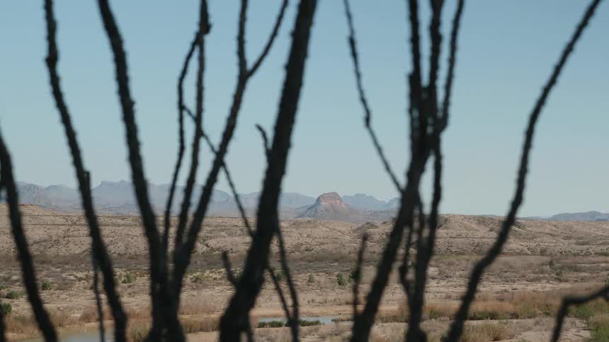 Plants with desert mountains and the sky in the background