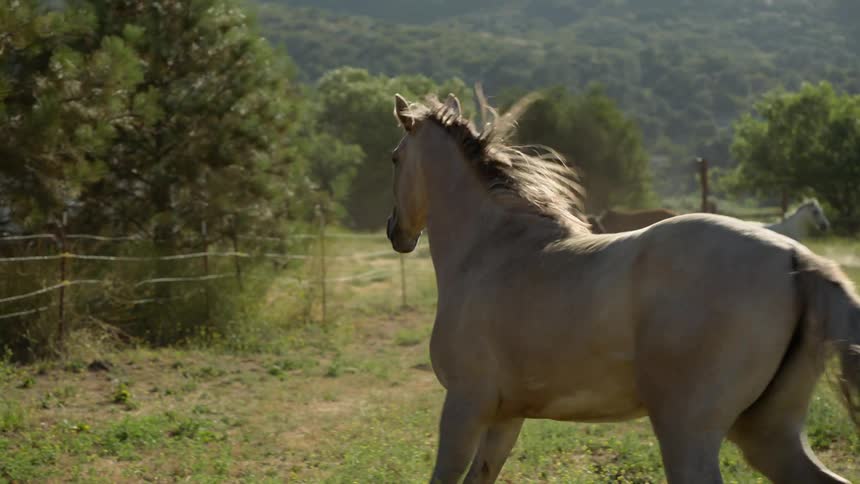 Horse galloping in a corral on a ranch