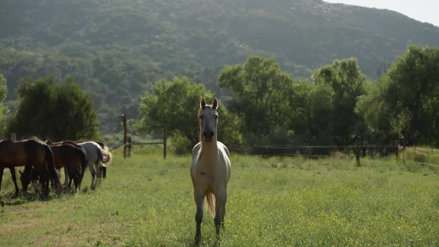 A horse eats some grass on the farm