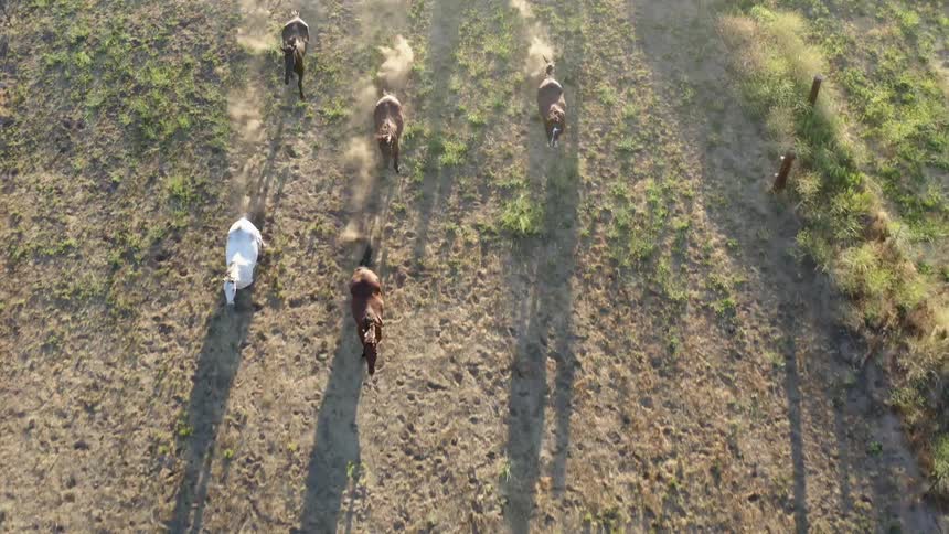 Aerial of horses running across a field in the country