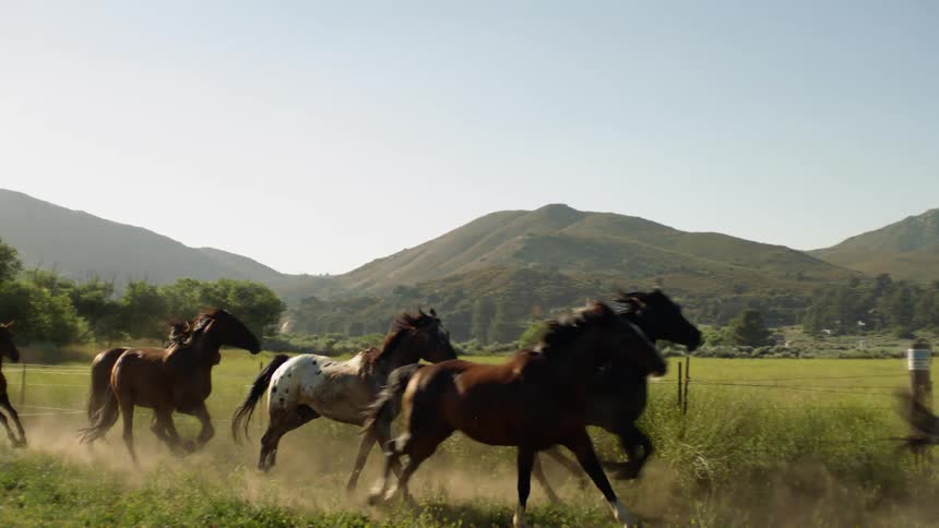 Horses running alongside a fence in a field in the country