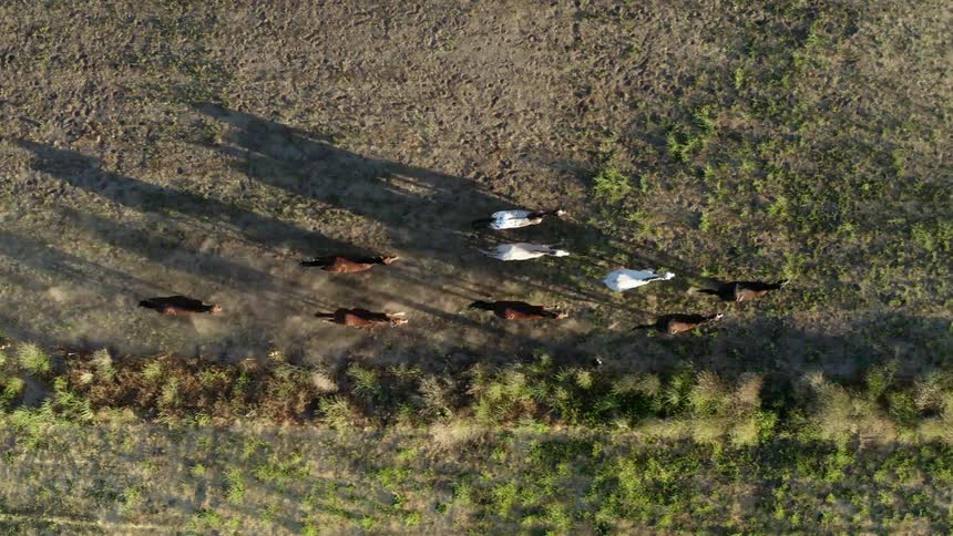 Aerial of herd of horses running on a pasture in the countryside