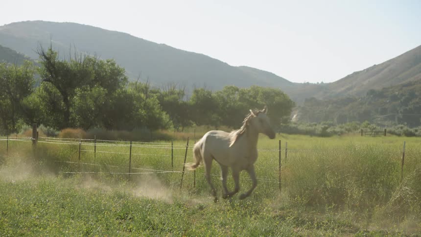 A chestnut horse and an albino horse canter along the edge of a wire fence in a pasture of tall grass near the mountains