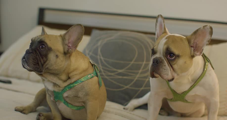 Two dogs looking guilty sitting on a bed in a bedroom