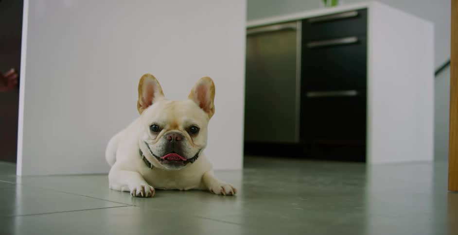 A small dog lies on the tile floor with tongue sticking out then smiles