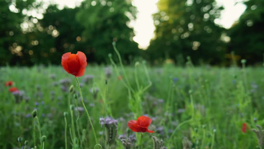 Flowers growing in a field